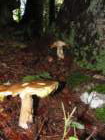 jelovica022_small.jpg