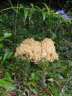 jelovica026_small.jpg