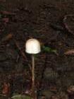 jelovica054_small.jpg