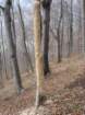 kopitnik20_small.jpg