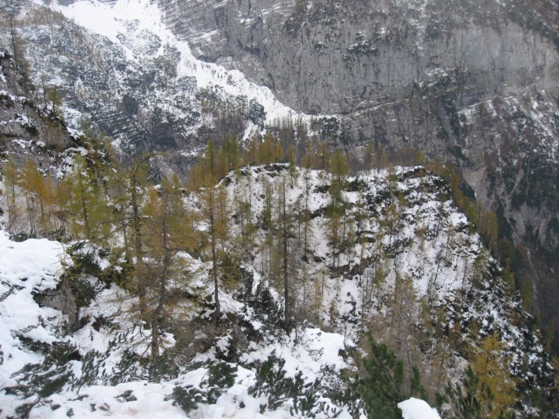 macesnovec008.jpg