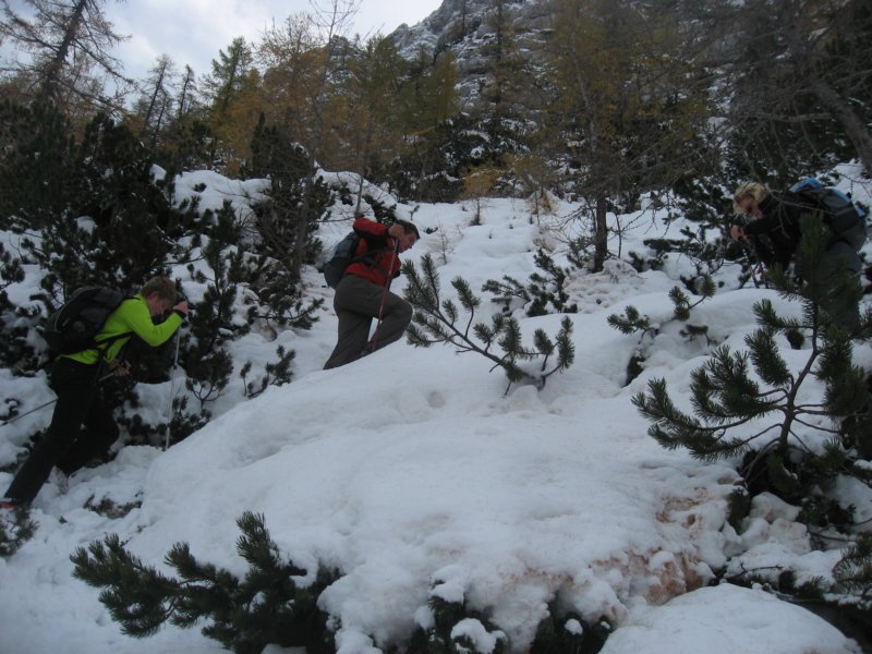 macesnovec009.jpg