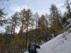 macesnovec010_small.jpg
