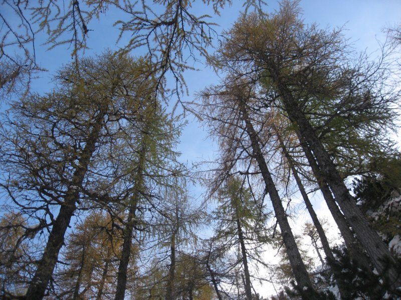macesnovec011.jpg