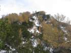 macesnovec014_small.jpg