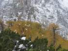 macesnovec016_small.jpg
