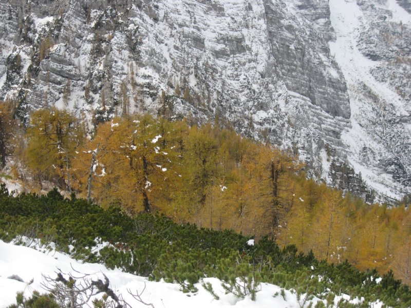 macesnovec022.jpg