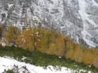 macesnovec022_small.jpg