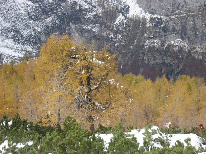 macesnovec023.jpg