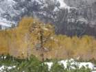 macesnovec023_small.jpg