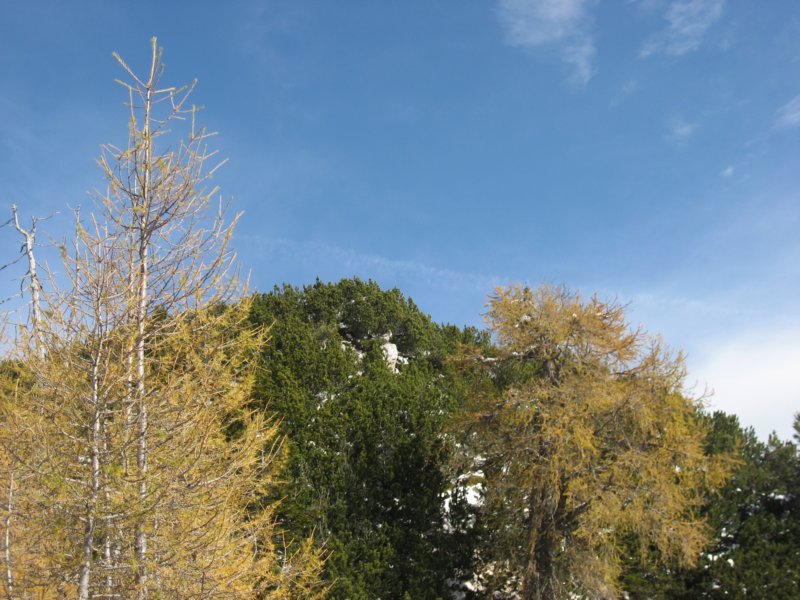 macesnovec031.jpg