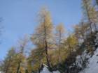 macesnovec040_small.jpg