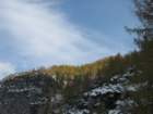 macesnovec045_small.jpg
