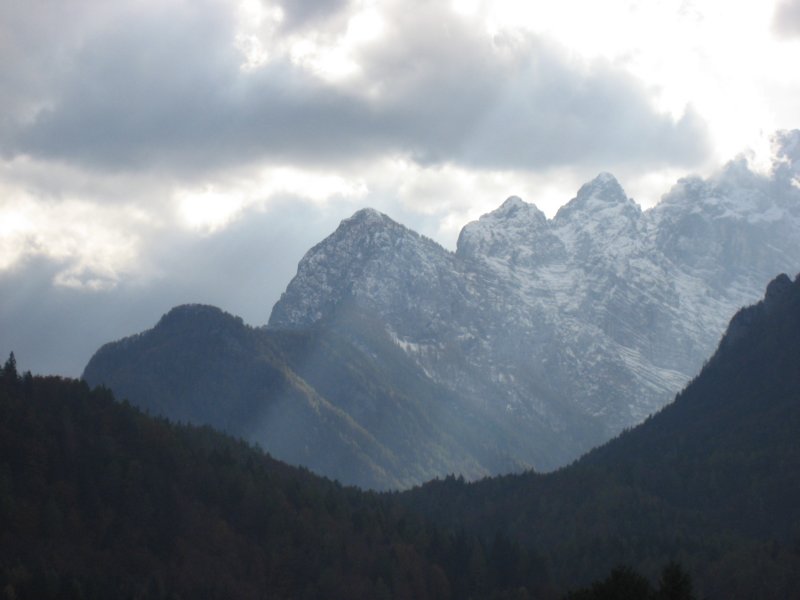 macesnovec049.jpg
