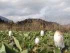 mali46_small.jpg