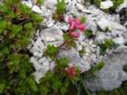 montesernio29_small.jpg