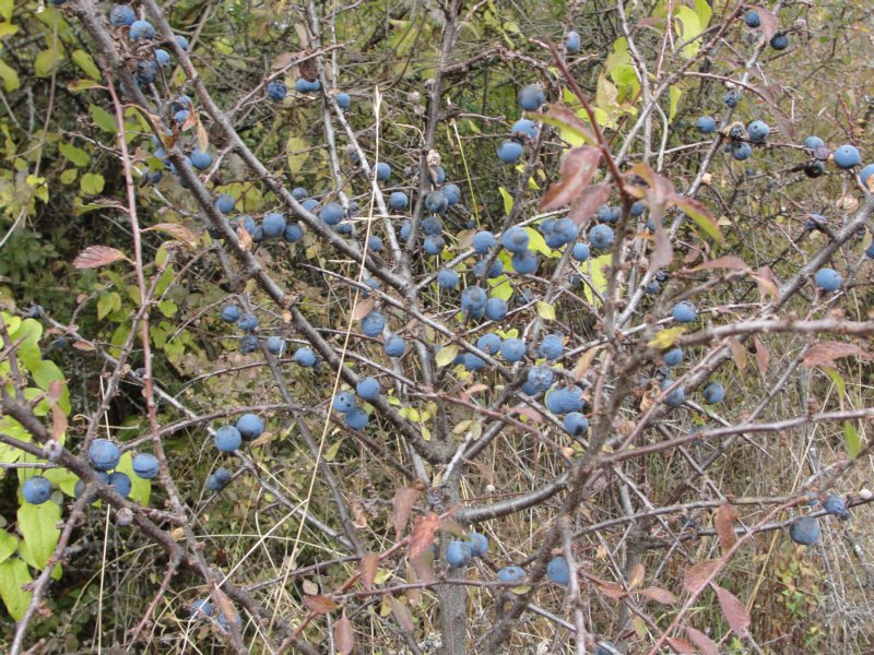 primoinilentabor039.jpg