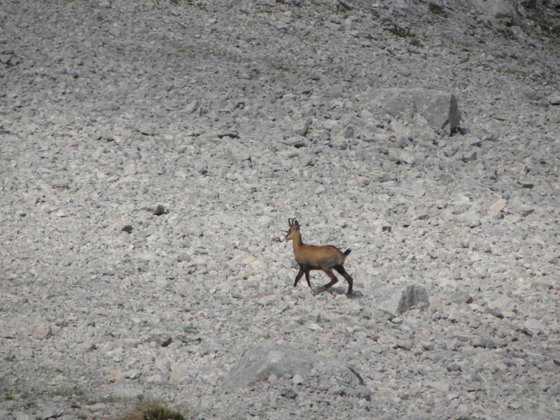 pik056.jpg