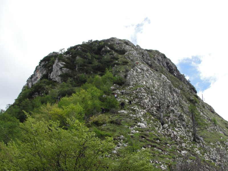 svinjak54.jpg