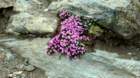 ankogel202619_small.jpg