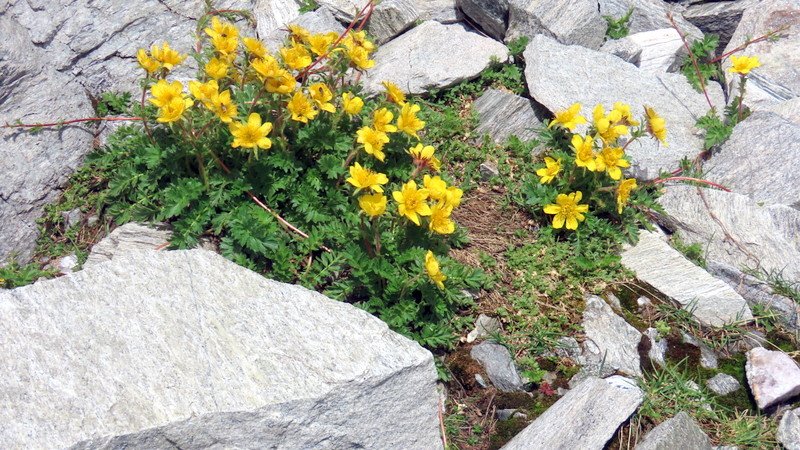 ankogel202631.jpg