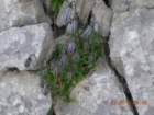 begunjica20_small.jpg