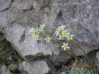 begunjica21_small.jpg