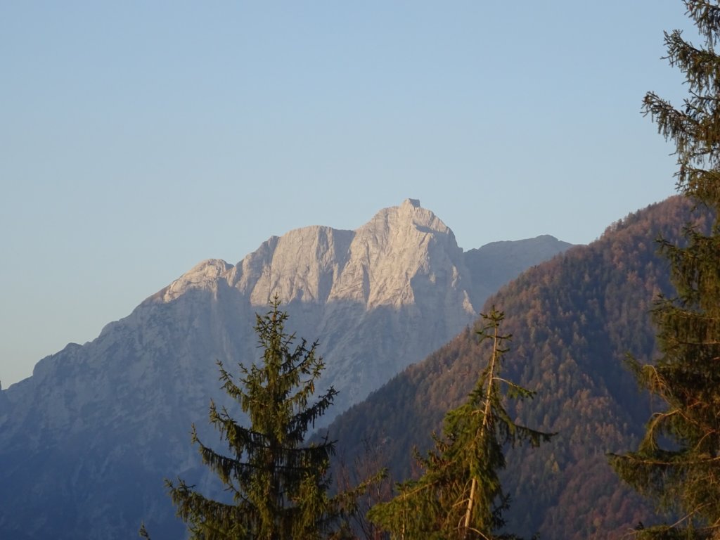 borovje1.jpg
