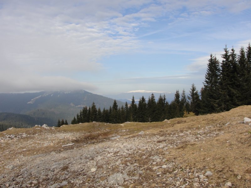 boskovec59.jpg