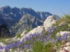 bovkigamsovec29_small.jpg