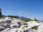 bovkigamsovec39_small.jpg