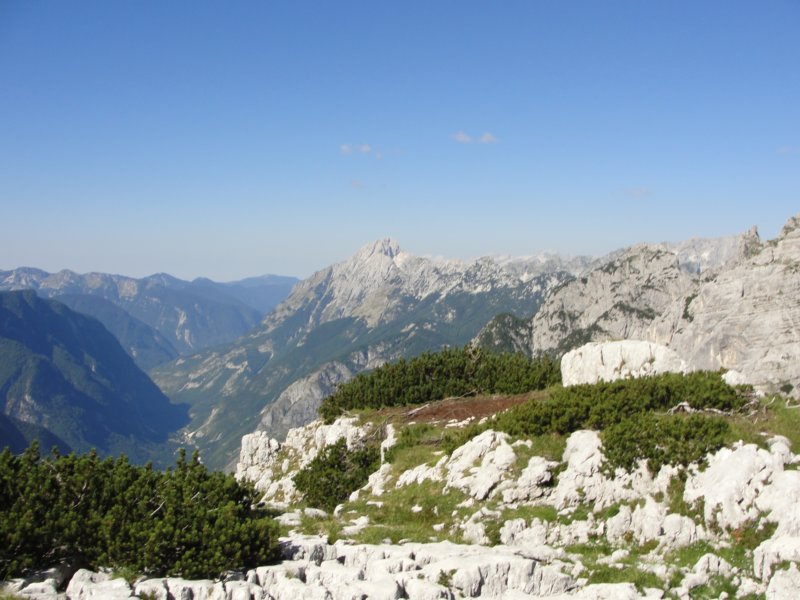 bovkigamsovec41.jpg