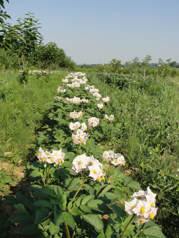 gorikabrda20155.jpg