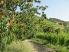 gorikabrda20159_small.jpg