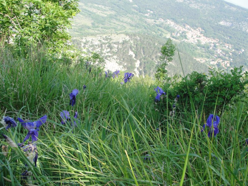 glinica49.jpg