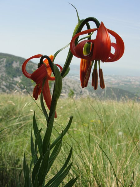 glinica93.jpg