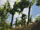 gorikabrda38_small.jpg