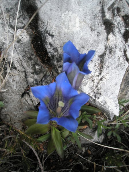 gubno17.jpg