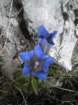 gubno17_small.jpg