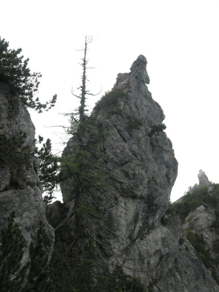 gubno7.jpg