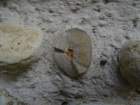 jakobovaii60_small.jpg