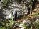 jerebikovec52_small.jpg