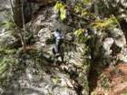 jerebikovec55_small.jpg