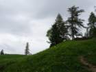 golivrh25_small.jpg