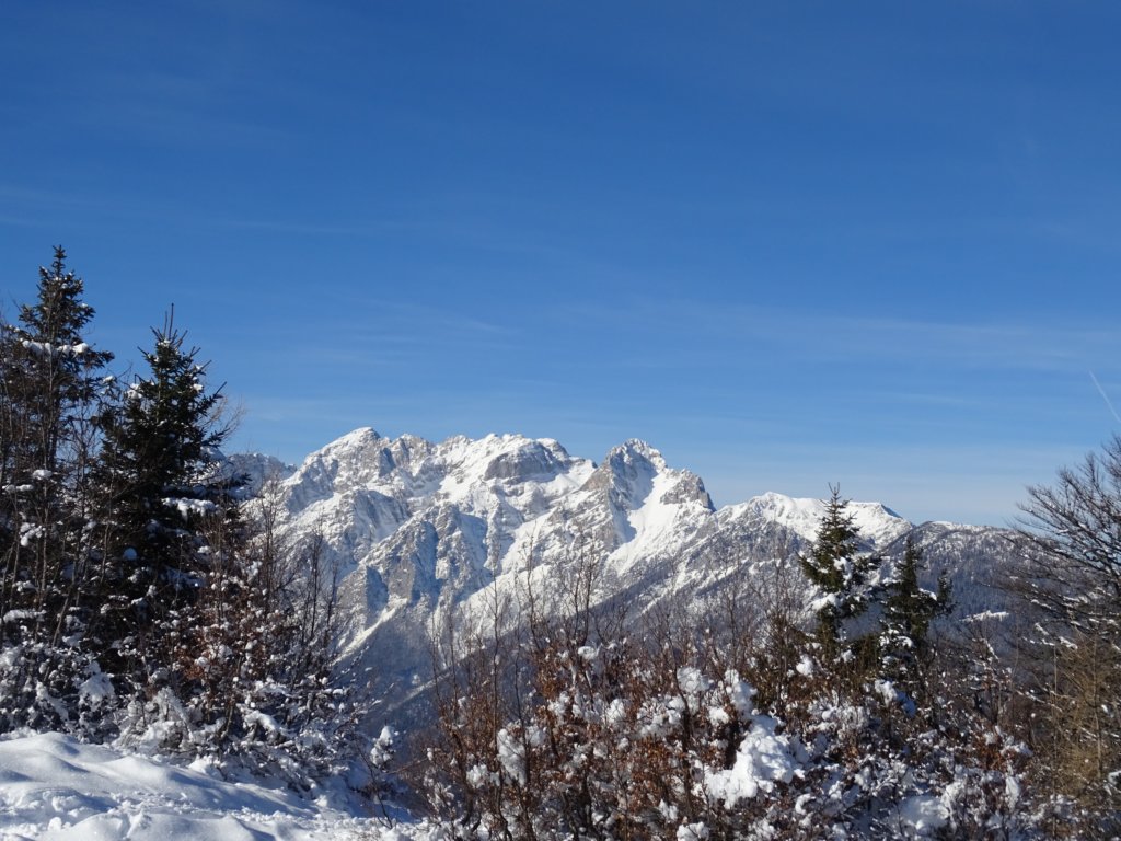 jerebikovec201632.jpg