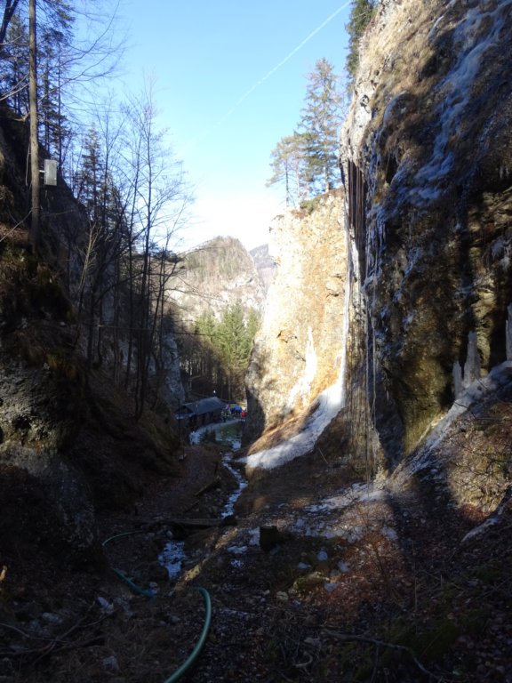 jerebikovec201638.jpg