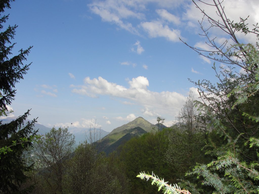 kobiljaglavajalovnik13.jpg