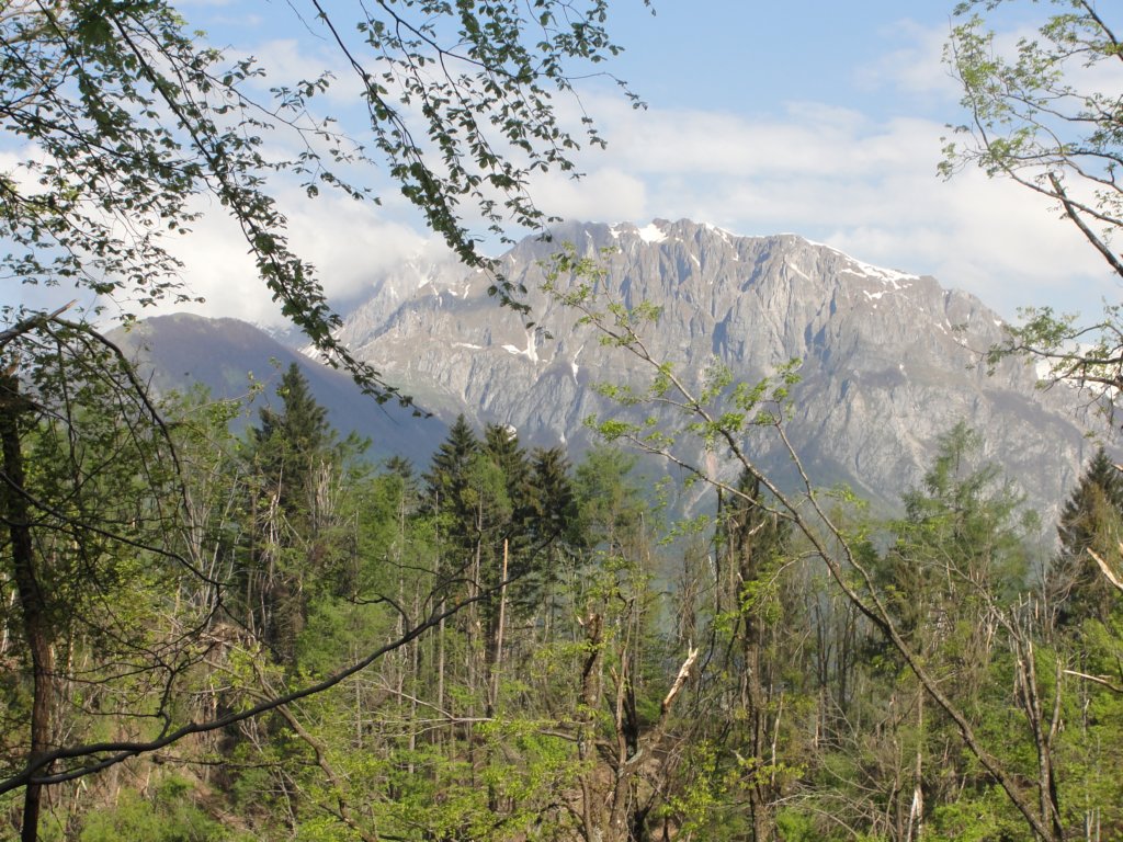 kobiljaglavajalovnik9.jpg
