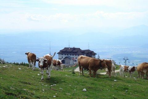 kompotela35.jpg