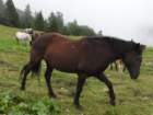 koroica18_small.jpg